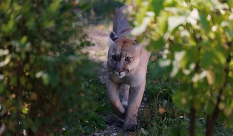Cougar Encounters In Minnesota What You Need To Know To Stay Safe