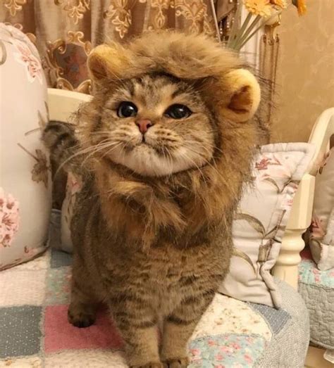 Video lucu terbaru paling koplak di jamin ngakak.!!!#3. Pin Di Cute