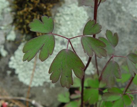 It blooms scarlet cactus flowers in the spring, and, with proper care, the plant can bloom a second time in the summer. Aquilegia canadensis (red columbine): Go Botany