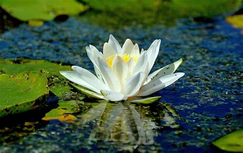 Lake Lotus Flowers Flowers Plants Reflection Water Nature