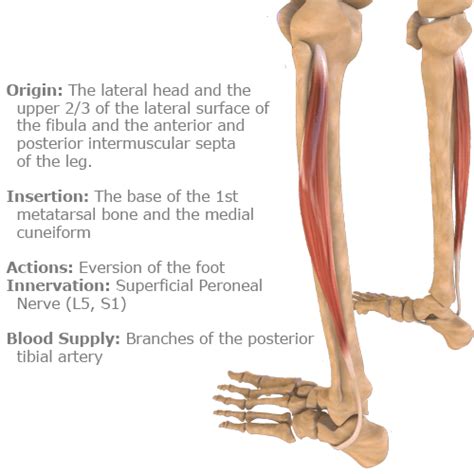 Peroneus Brevis And Longus Action