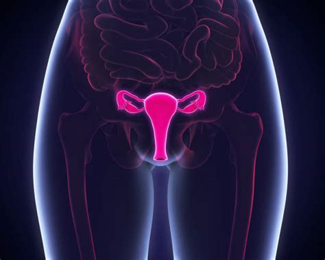 Check spelling or type a new query. Royalty Free Female Reproductive System Pictures, Images ...