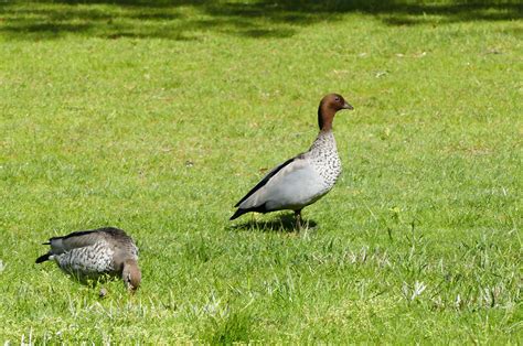 We did not find results for: Australian Wood Duck, Melbourne 19-10-16 | John Dedman ...