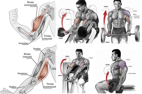 Muscle Building Arm Workouts Three Important Things To Remember All