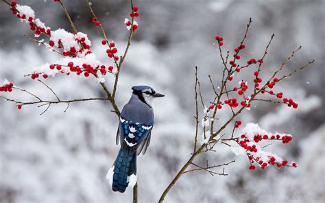 Winter Birds Wallpaper (66+ images)