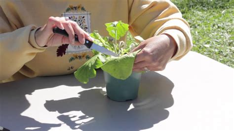 Mandevillas can grow outdoors as perennial vines in u.s. How to Prune a Gerbera : Gerbera Plant Care - YouTube