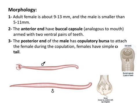 Ppt Hook Worms Powerpoint Presentation Id794095