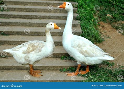 Active Animals Best Couple Egg Expecting Farm Friends Geese Goose