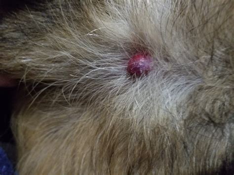 Lumps And Bumps On Dogs