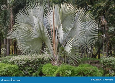 Bismarckia Nobilis Silver Palm In The Gardenpalm Tree Stock Image