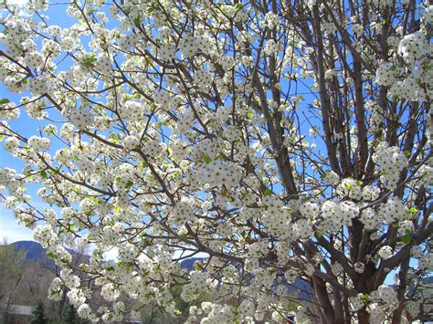 A cleveland pear is rounder (spherical) and a bradford pear is a bit taller and more cylindrical. PEAR CLEVELAND FLOWERING For Sale in Boulder Colorado