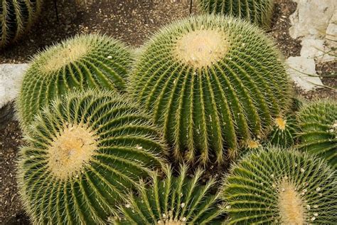 Survival Strategies How Cacti Adapt To The Desert Succulent Alley
