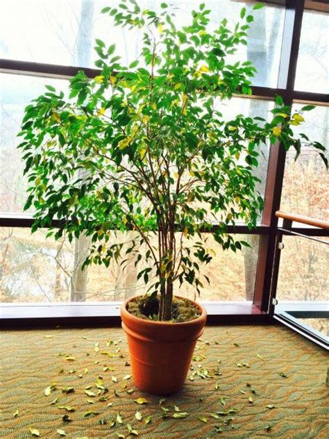 Why Your Ficus Tree Just Dropped Its Leaves Ficus Tree Outdoor Ficus Tree Indoor Ficus Tree Care
