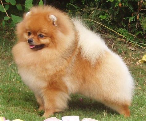 Pomeranian Info Temperament Life Expectancy Size Puppies Pictures