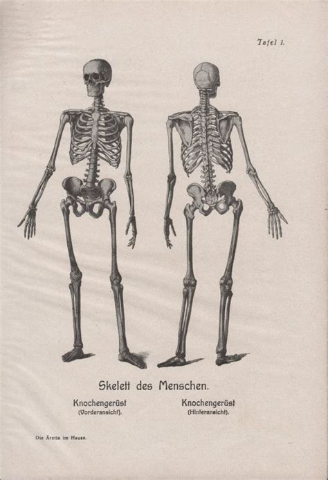 1910 Human Skeleton Anatomy Print Skeletal System By Craftissimo Human