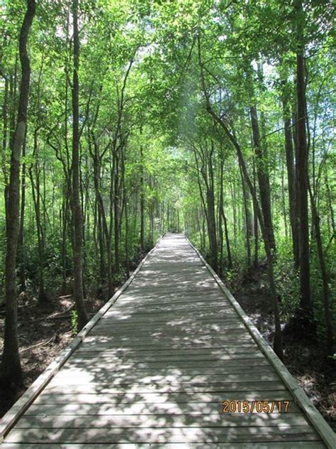Okefenokee Swamp Park, Ware County GA (georgia, USA) | Cool places to