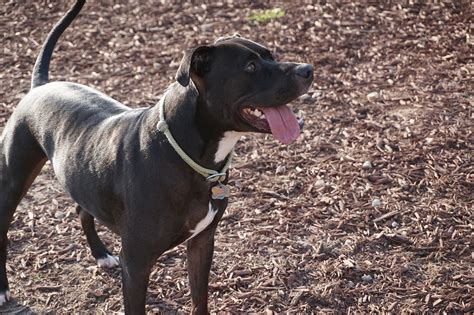 The american pit bull terrier (apbt) has a strong desire to please. Amerikai pitbull terrier (Pitbull terrier) - KutyaKaland
