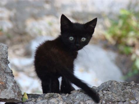 Maybe you would like to learn more about one of these? Image - Cute-black-kittens-wallpaperblack-and-white-cats ...
