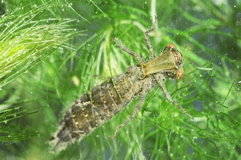 The company sells dragonfly nymphs alongside other types of biological supplies. Dragonfly Nymph - Stock Image - C002/2583 - Science Photo ...