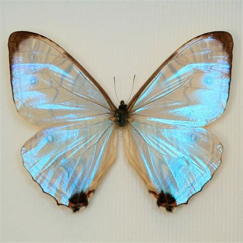 Framed Pearl Morpho Sulkowski Butterfly Iridescent Butterfly ♥