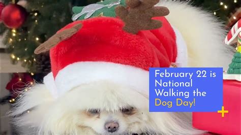 National Walking The Dog Day On February 22 Do You Love To Walk With