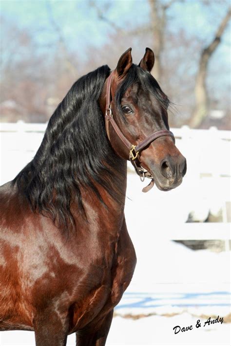 American Morgan Horse Association Horses Morgan Horse Beautiful Horses