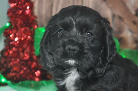 Usda licensed commercial breeders account for less than 20% of all breeders in the country. Foglesong Spring Creek Kennel, American Cocker Spaniel ...