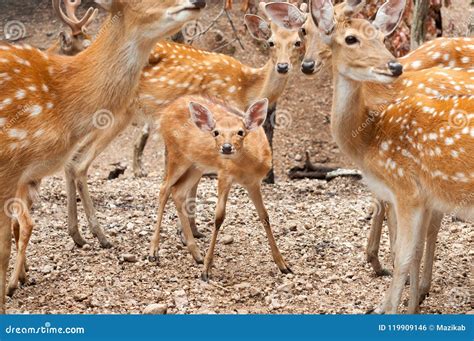 Baby Sika Deer Stock Photo Image Of Animal Group Green 119909146