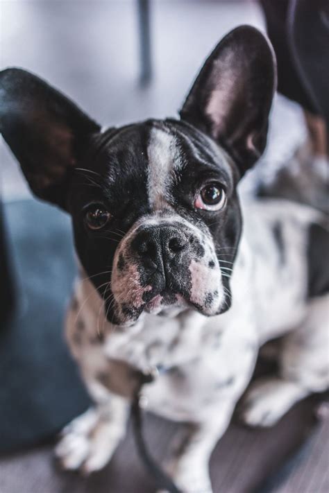 Let's be honest, one of the most endearing features of french bulldogs are their adorable bat ears! What Is My Dog Really Trying to Tell Me? | PetHelpful