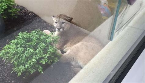 Sleeping Mountain Lion Receives Worst Welcome By City Police The Dodo