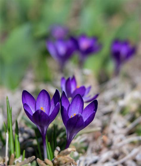 We did not find results for: Vibrant Purple Crocus Flowers in Early Spring Photograph ...