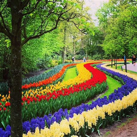 Keukenhof, o parque das tulipas na Holanda | Jardim de tulipas, Tulipas