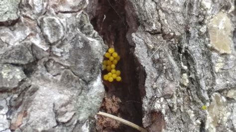 Not sure if this belongs here, but I found these tiny yellow eggs