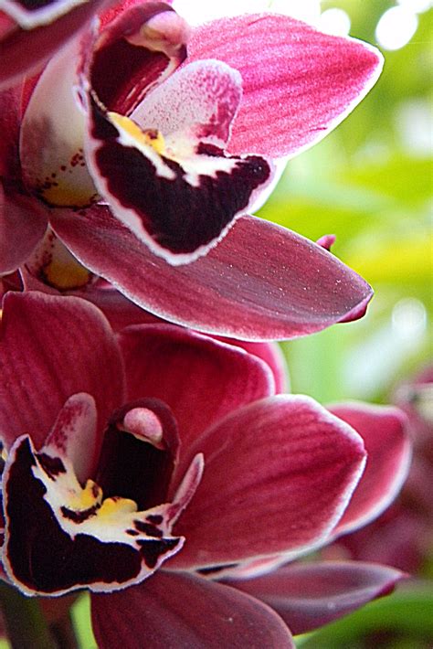 In this album you will find drops that are placed on this flower. Orchid Flower Closing