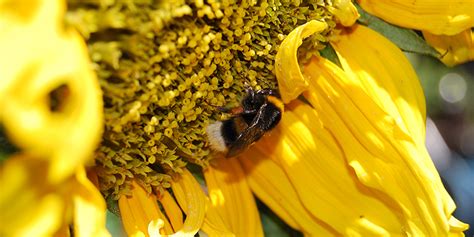Die sonnenblume ist eine einjährige pflanze und gehört botanisch zur familie der korbblütler. Sonnenblumenkerne Pflanzen
