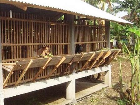 Sebagai tempat tinggal kambing nyatanya banyak jenisnya. Contoh Kandang Kambing Yang Baik Benar Dan Sehat - website ...