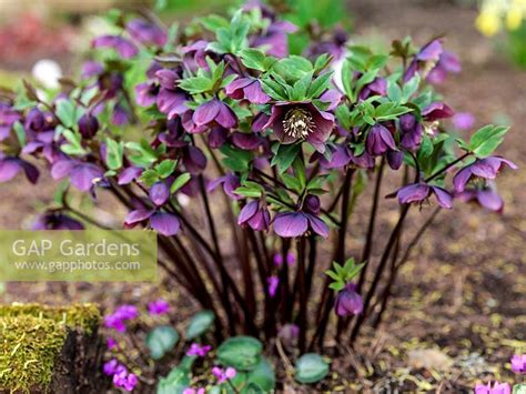 Hellebore Breeding At Ashwood Nurseries By Nicola Stocken Gap Gardens