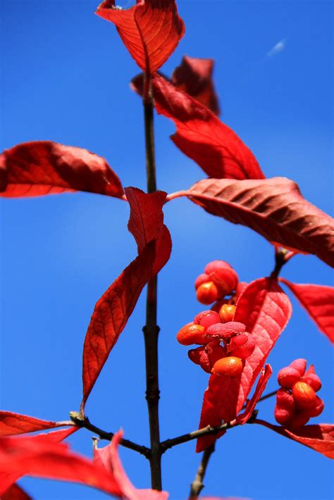 Free Images Nature Branch Sky Leaf Flower Petal Red Color