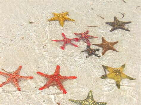 Il #diariodiviaggio di rosella e edoardo in giugno sull'isola di #zanzibar, esplorando le coste ovest ed est. Stelle marine a Zanzibar - Viaggi, vacanze e turismo ...