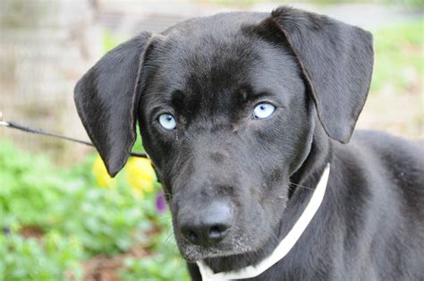 The father is pure breed black lab. The pup I'm fostering. Black lab with blue eyes. Named him ...