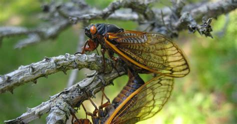Cicadas Primed For Defense Wired