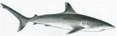 Watch my short video or follow the simple steps. Draw Shark. Basic Tutorial.