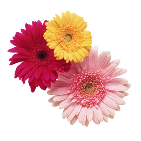 Lifetime premium up to 85% off! png flowers