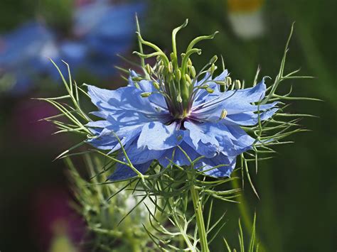 That which may be sown; Black Seed Oil: Benefits, Dosage, and Side Effects