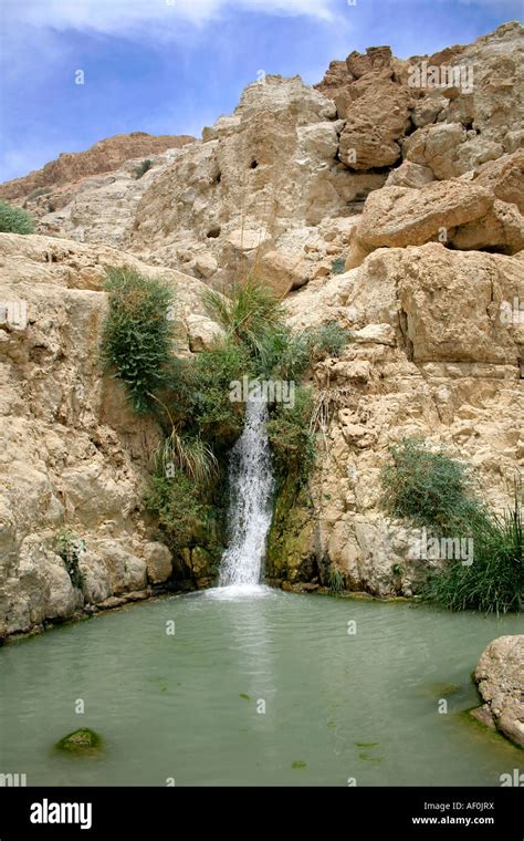 Desert Oasis In The Dead Sea Region Stock Photo Alamy