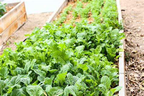 Shade grown vegetable garden image via grow veg. Planning Your Garden: Full Sun, Partial Sun and Shade