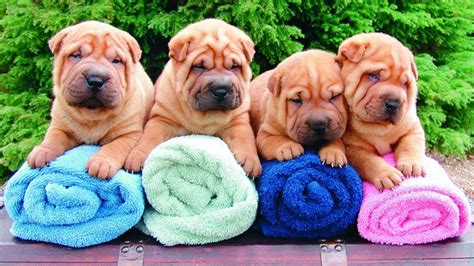 Shar Pei Puppies For Sale At Petsyoulike Youtube