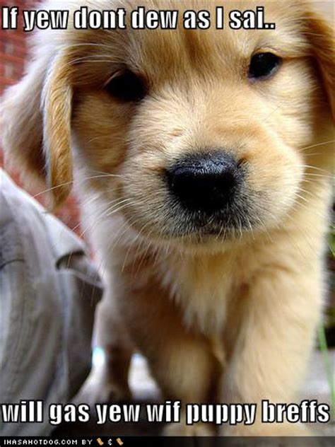 Super Cute Puppy Pictures Touleh