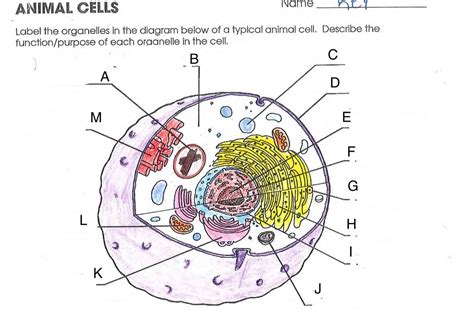 Animal Cell With All Organelles Labeled Bio Geo Nerd Cell Organelles
