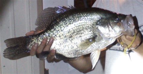 The company is led by managing director andrew reid and has over 50 employees of which 5 are members of the reid family. My favorite fish to fry....Crappie! | Fish, Crappie, My ...